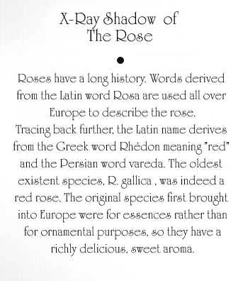 The Rose Text