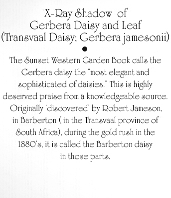 Gerbera Daisy Text