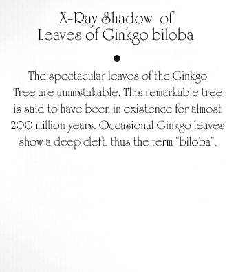 Ginkgo Biloba Text