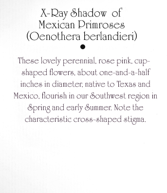 Mexican Primroses Text