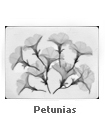 Petunias