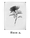 Rose a.