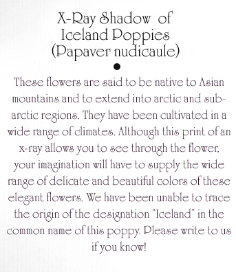 Iceland Poppy Text