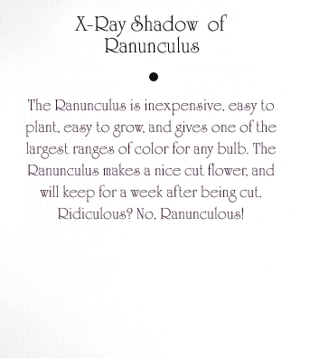 Ranunculus Text