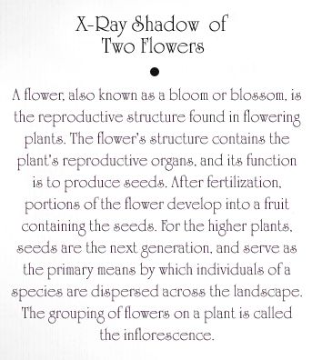 Two Flowers Text